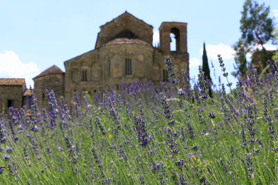 Purple flowering plants on field against sky