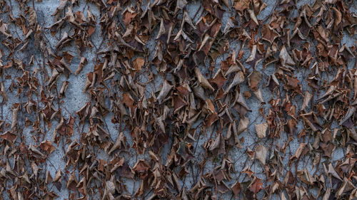 Full frame shot of dried tree trunk