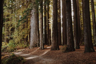 Pine trees in forest
