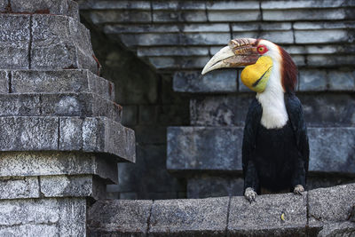 Close-up of bird perching on retaining wall