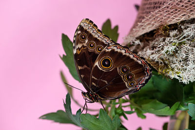 Close-up of butterfly on pink flower