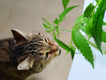 Close-up of a cat