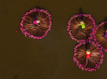Low angle view of firework display at night