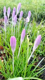 Close-up of purple crocus blooming on field