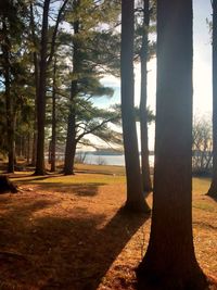 Trees on landscape