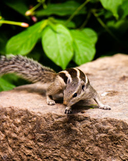 Close-up of a squirrel