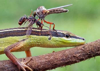 Close-up of grasshopper on a tree