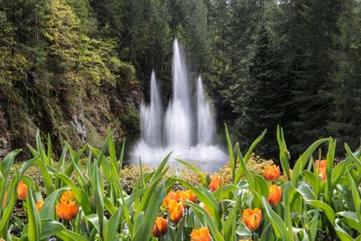 Scenic view of fountain in forest