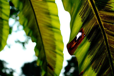 Close-up of hole in green banana leaf