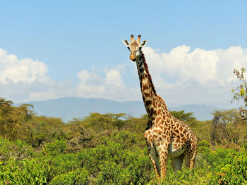 Giraffe standing amidst plants against sky