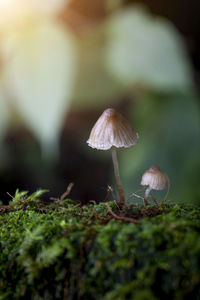 Close-up of mushroom growing on land