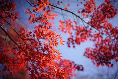 Low angle view of maple tree against sky