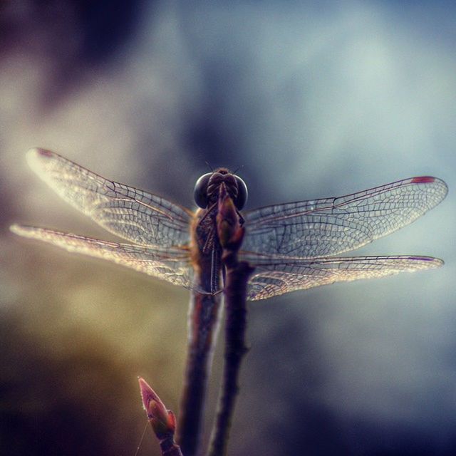 animals in the wild, animal themes, one animal, wildlife, focus on foreground, insect, water, animal wing, spread wings, full length, nature, dragonfly, close-up, side view, day, outdoors, beauty in nature, zoology, two animals, bird