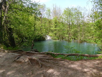 Stream in forest