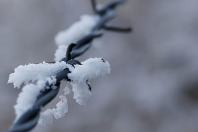 Close-up of frozen barbed wire