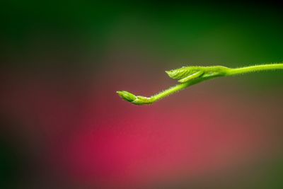 Close-up of young plant against blurred background