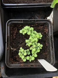 High angle view of potted plant