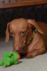 Close-up of dog