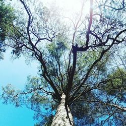 Low angle view of tree against sky