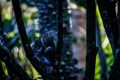 Close-up of lizard on ground