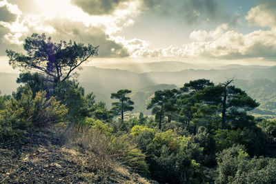 Scenic view of forest against sky