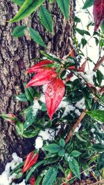 Close-up of red flower on tree