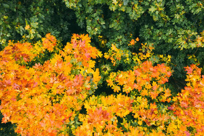 High angle view of orange flowering plants