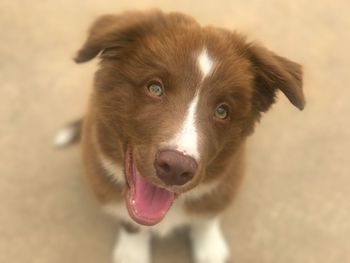 Close-up portrait of a puppy