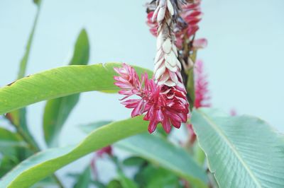 Close-up of pink flowering plant