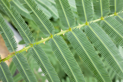 Full frame shot of palm tree leaves