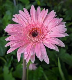 Close-up of pink flower