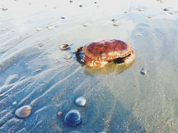 High angle view of crab on beach