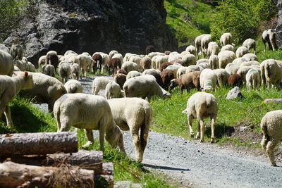 Sheep grazing in a farm