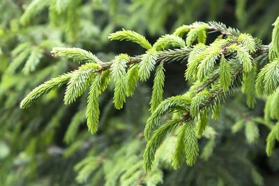 Close-up of leaves