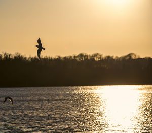 Silhouette man jumping on water at sunset