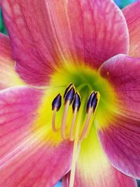 Close-up of day lily blooming outdoors