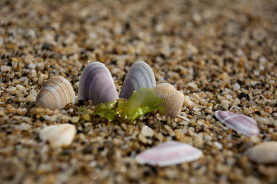 Close-up of seashells on beach