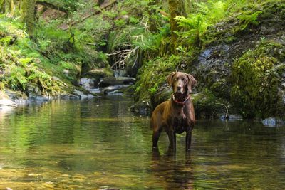 Portrait of dog standing in lake at forest