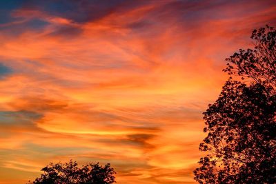 Low angle view of tree against orange sky