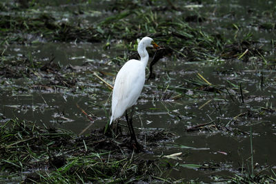 White bird perching on a land