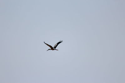 Low angle view of bird flying against clear sky