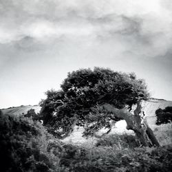 Trees against cloudy sky