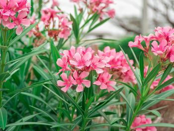 Close-up of pink flowering plants in park