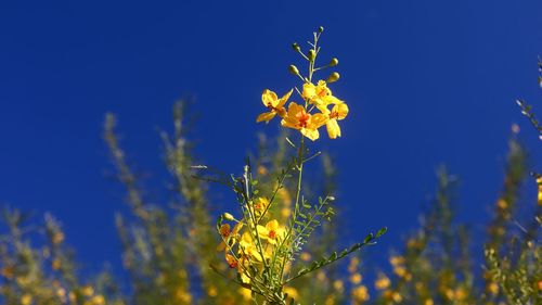 Close-up of yellow flowering plant against blue sky