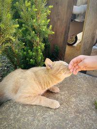 Hand holding cat by plant