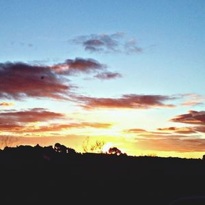 Silhouette of trees at sunset