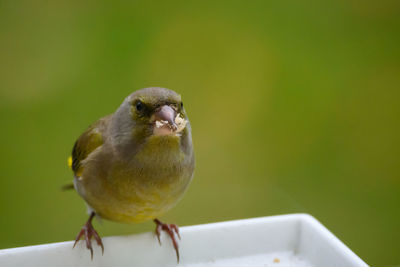 Close-up of bird