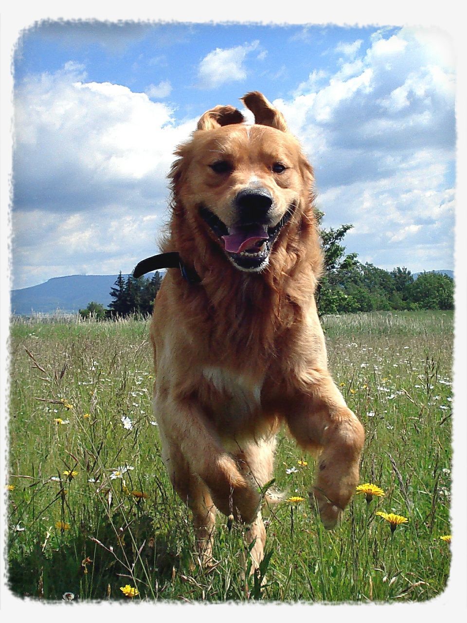 animal themes, one animal, mammal, domestic animals, transfer print, sky, grass, pets, dog, field, auto post production filter, cloud - sky, cloud, grassy, landscape, sitting, nature, outdoors, portrait, standing