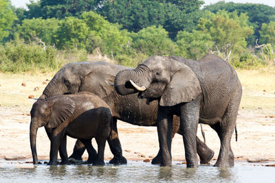 Elephant drinking water