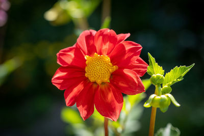 Close-up of red flower